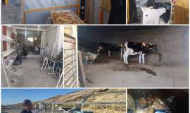اجرای 300 طرح اشتغال زایی برای مددجویان و نیازمندان جویای شغل ایوانی